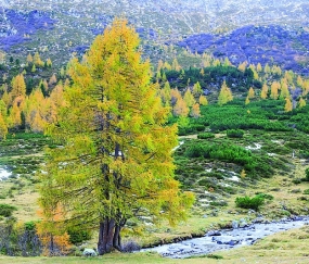 Jaká symbolika se ukrývá v dřevěných masivních podlahách FEEL WOOD?